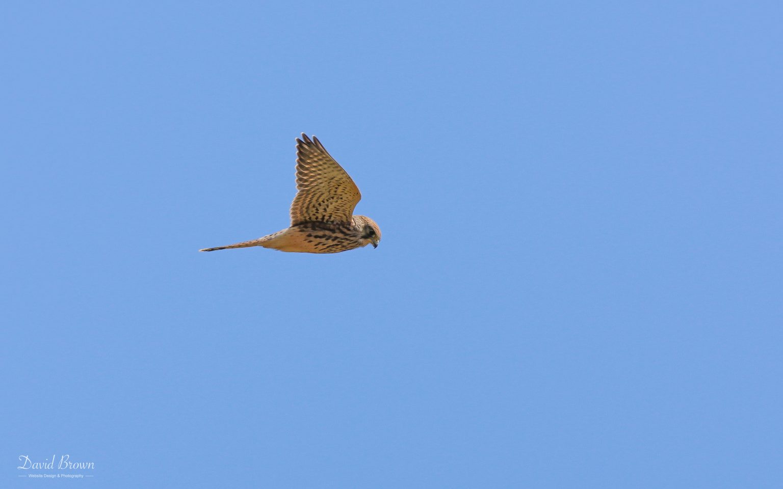 Kestrel at Portland, 18th July 2020