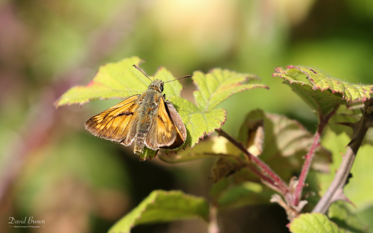 Large Skipper at Portland, 18th July 2020