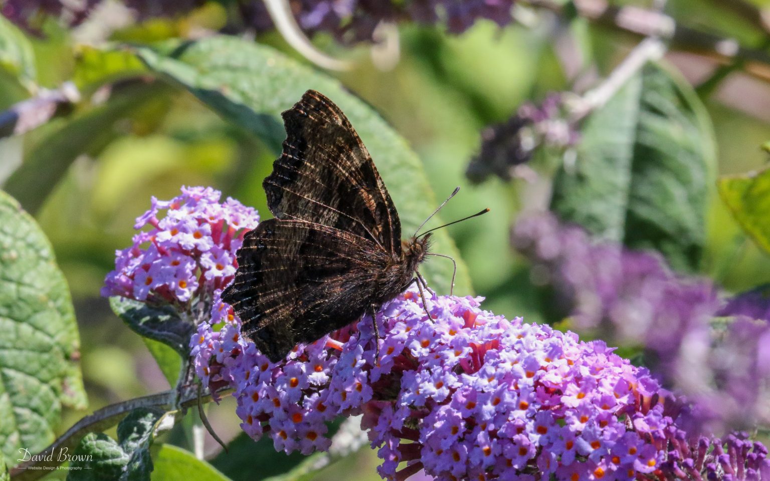 Large Tortoiseshell at Portland, 18th July 2020