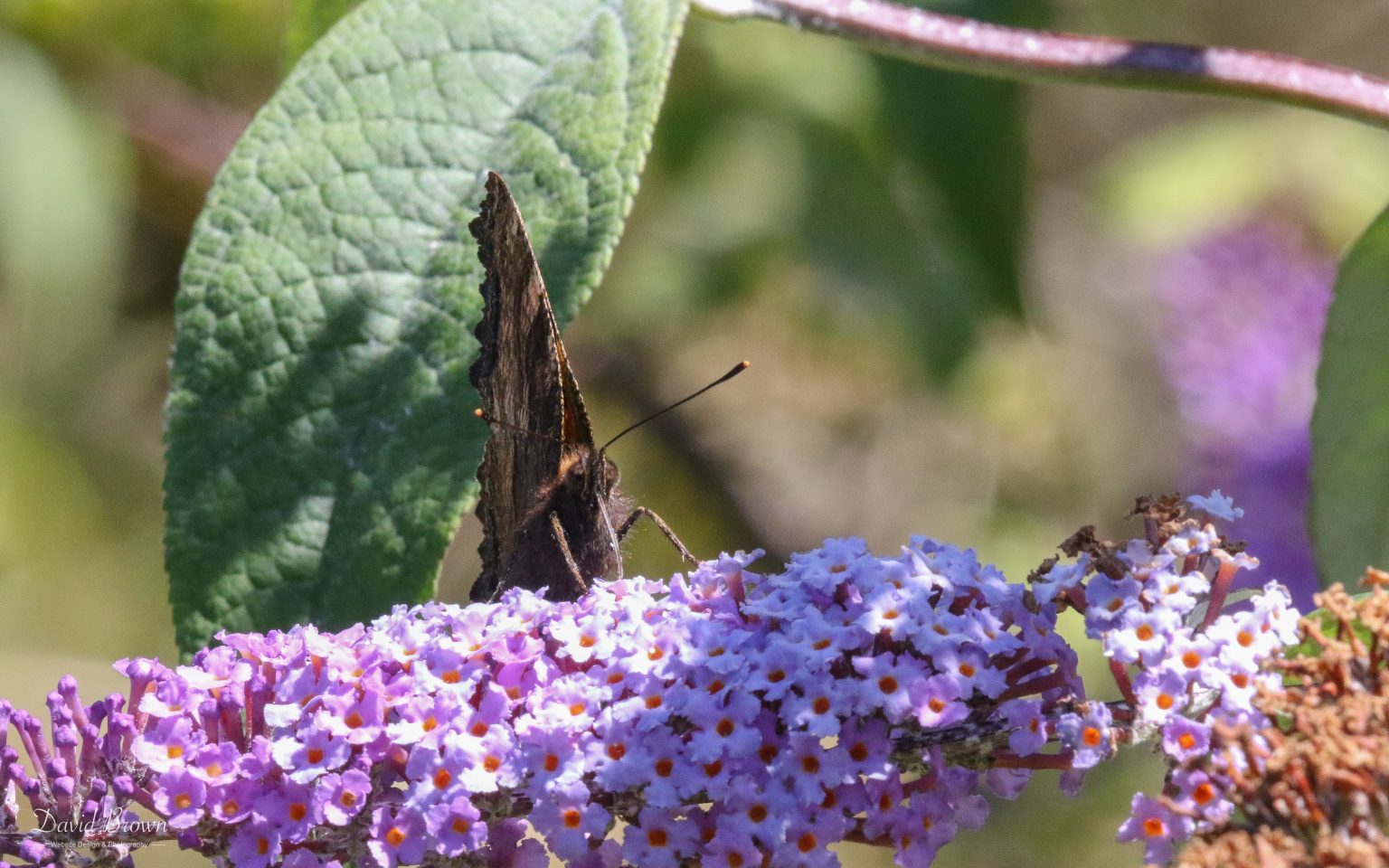 Large Tortoiseshell at Portland, 18th July 2020