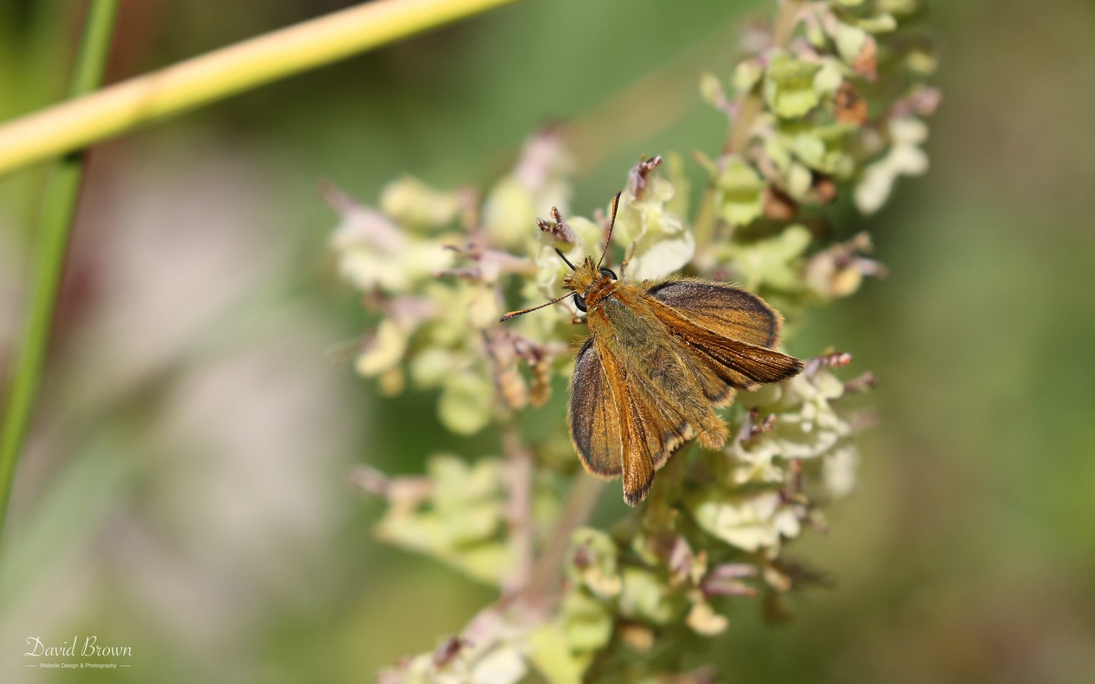 Lulworth Skipper at Portland, 18th July 2020