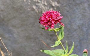 Red Valerian at Portland, 18th July 2020