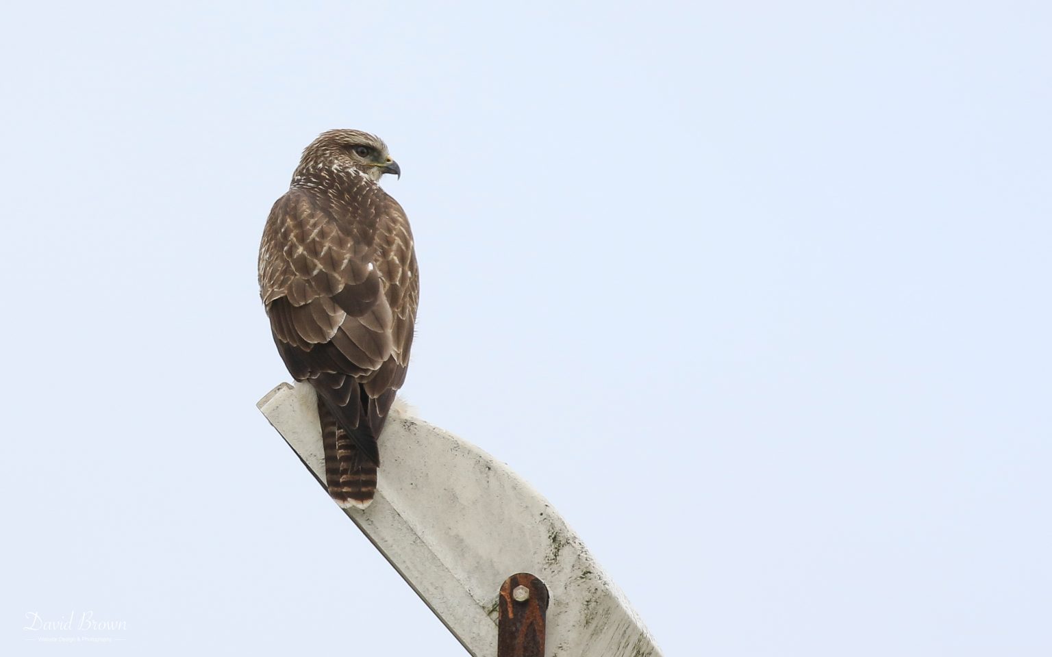 Common Buzzard at Greenabella, 6th September 2020