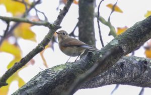 Red-flanked Bluetail at Whitley Bay, 17th October 2020