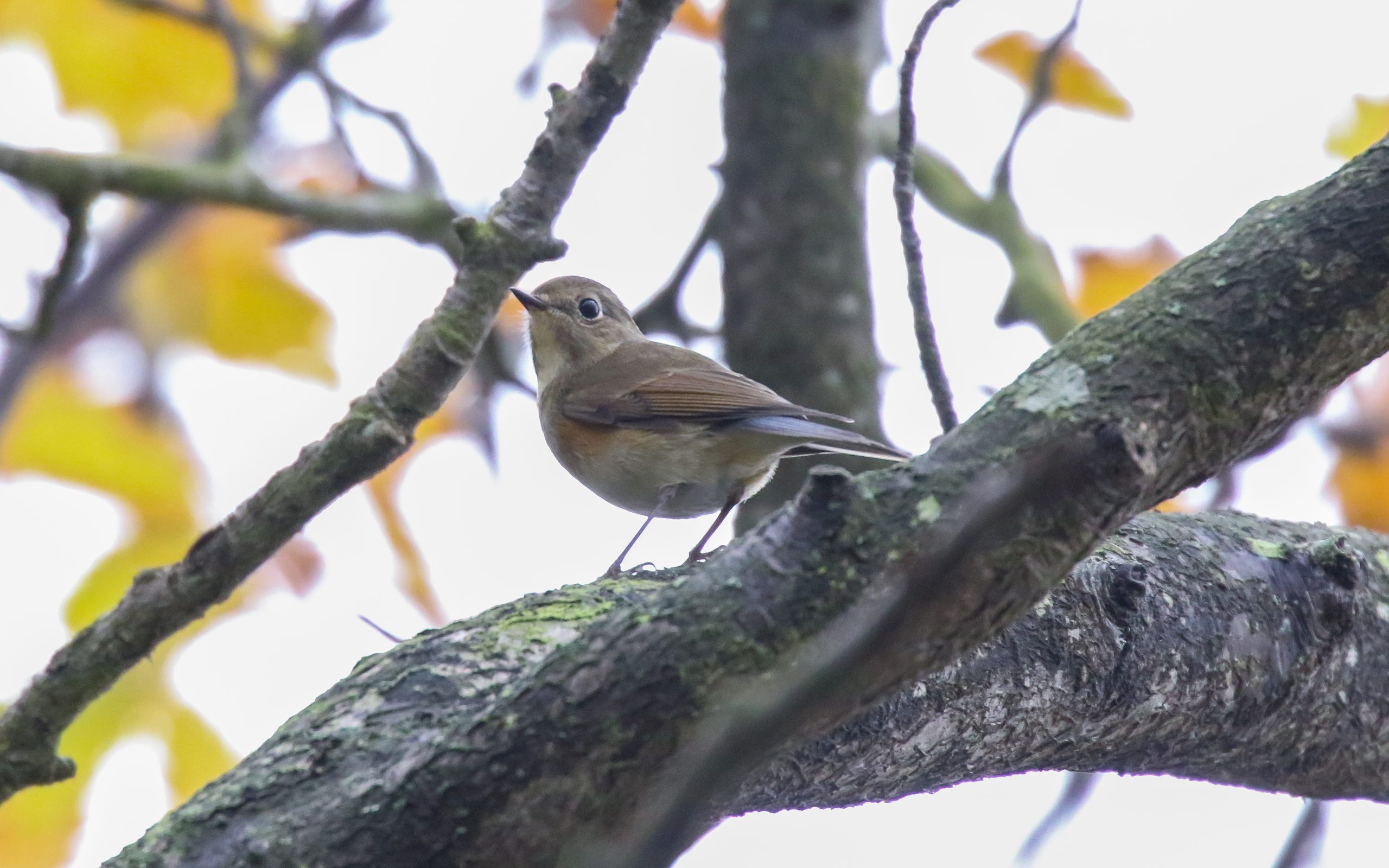 Red-flanked Bluetail at Whitley Bay