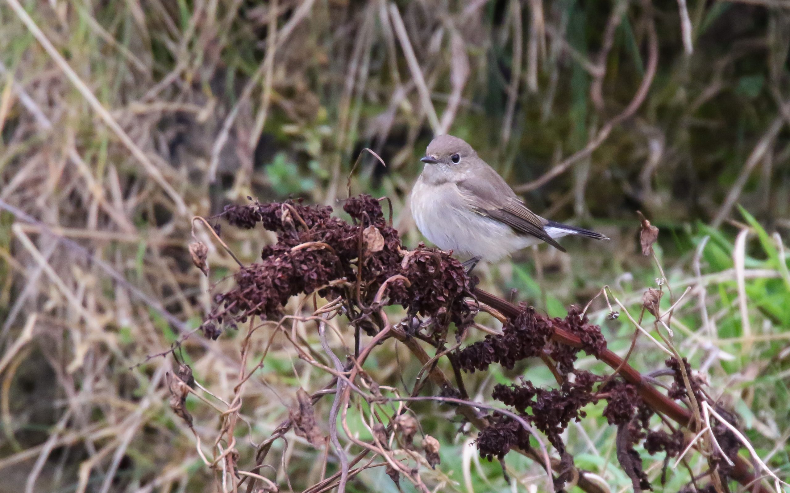 Taiga Flycatcher at Trow Quarry