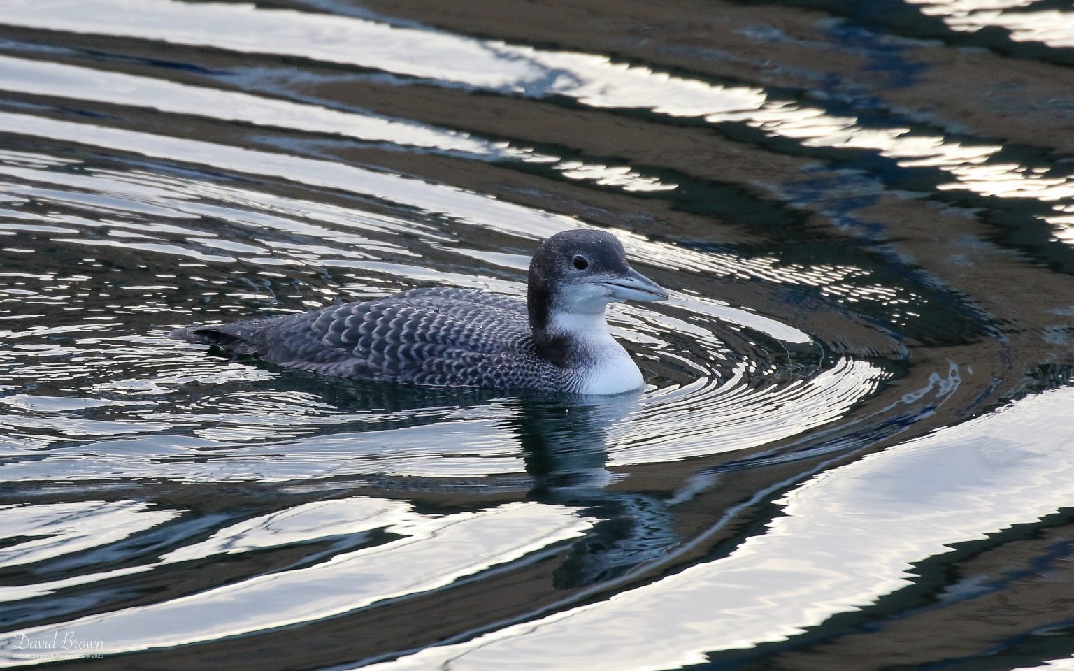 Great Northern Diver at Hartlepool Marina, 10th December 2020