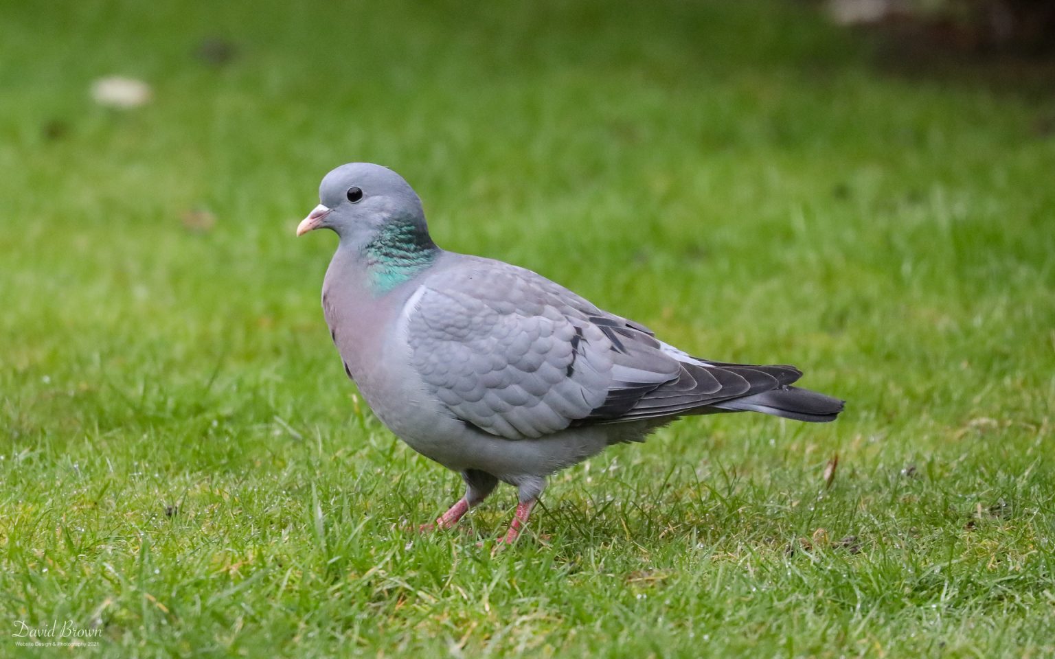 Stock Dove at Etherley Moor, 4th March 2021