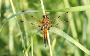 Four-spotted Chaser at RSPB Ham Wall, 8th June 2021