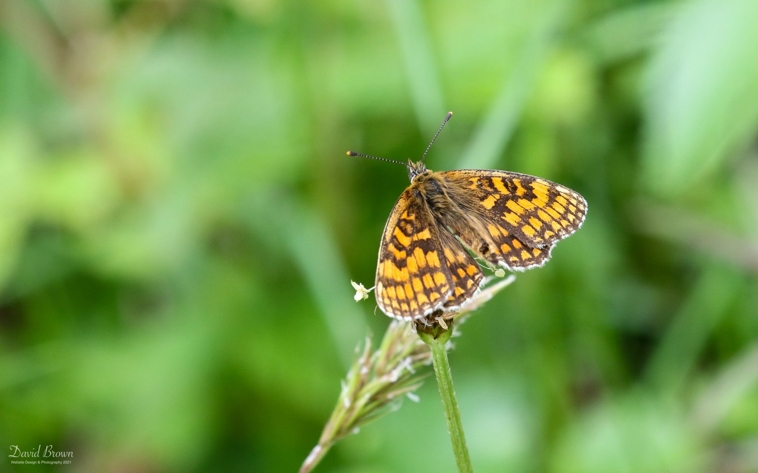 Heath Fritillary at Tamar Valley, 9th June 2021