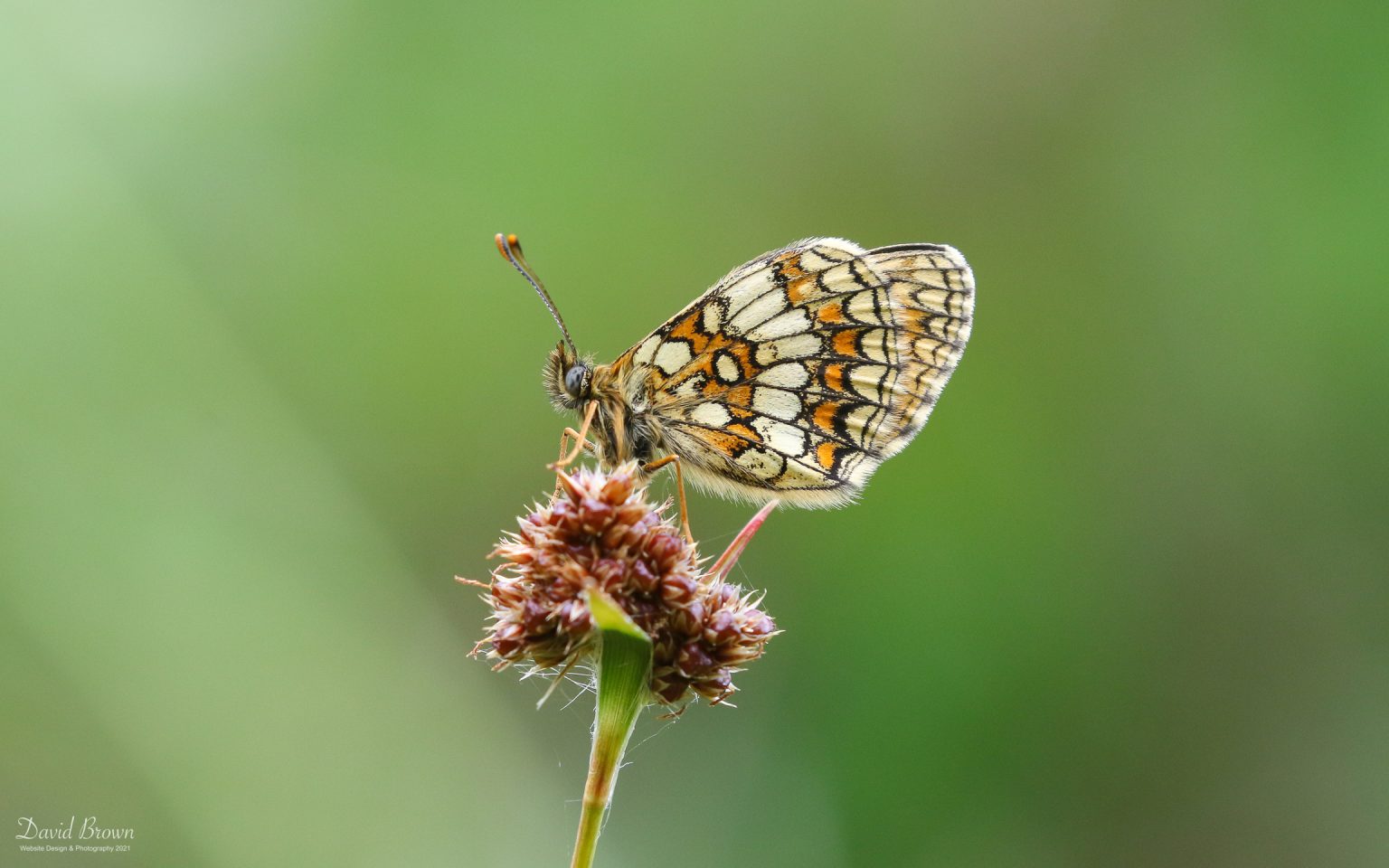Heath Fritillary at Tamar Valley, 9th June 2021
