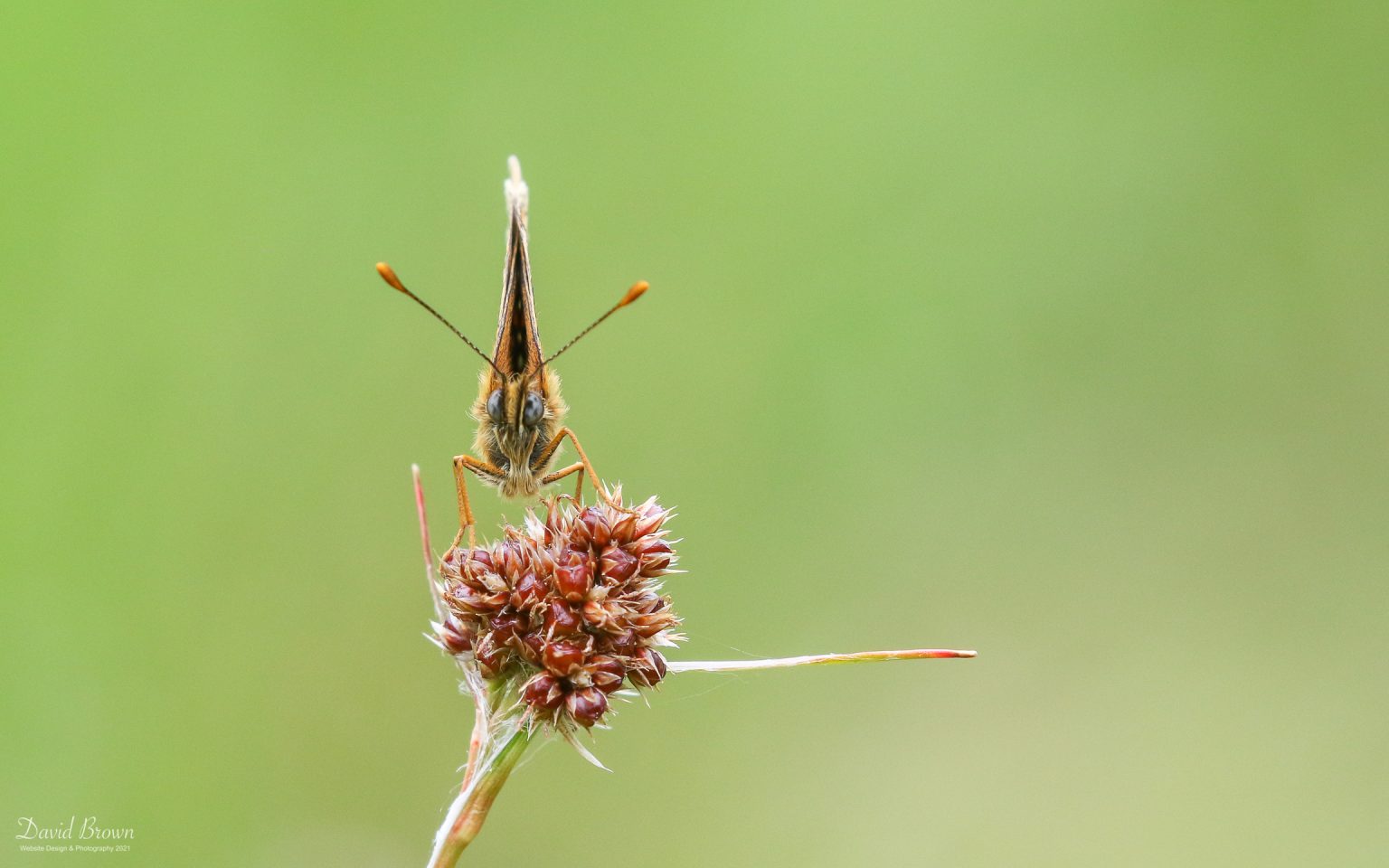 Heath Fritillary at Tamar Valley, 9th June 2021
