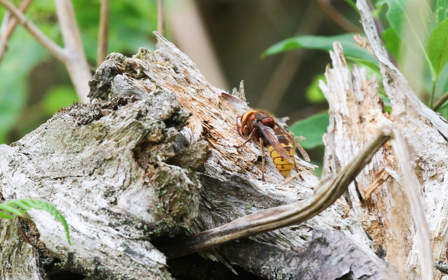 Hornet at Tamar Valley, 9th June 2021