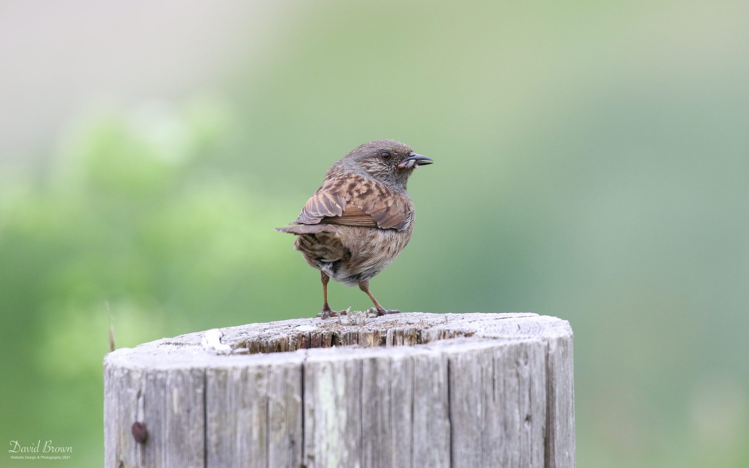 Dunnock at Green Down NR, 10th June 2021