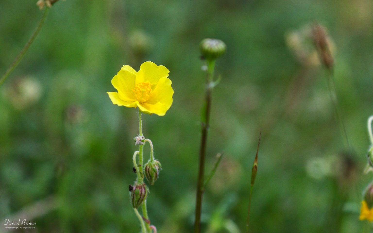Wild flower at Green Down NR, 10th June 2021.