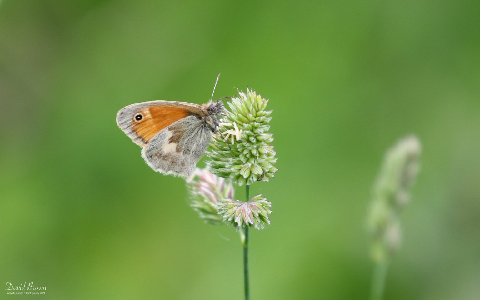 Small Heath at Green Down, 10th June 2021