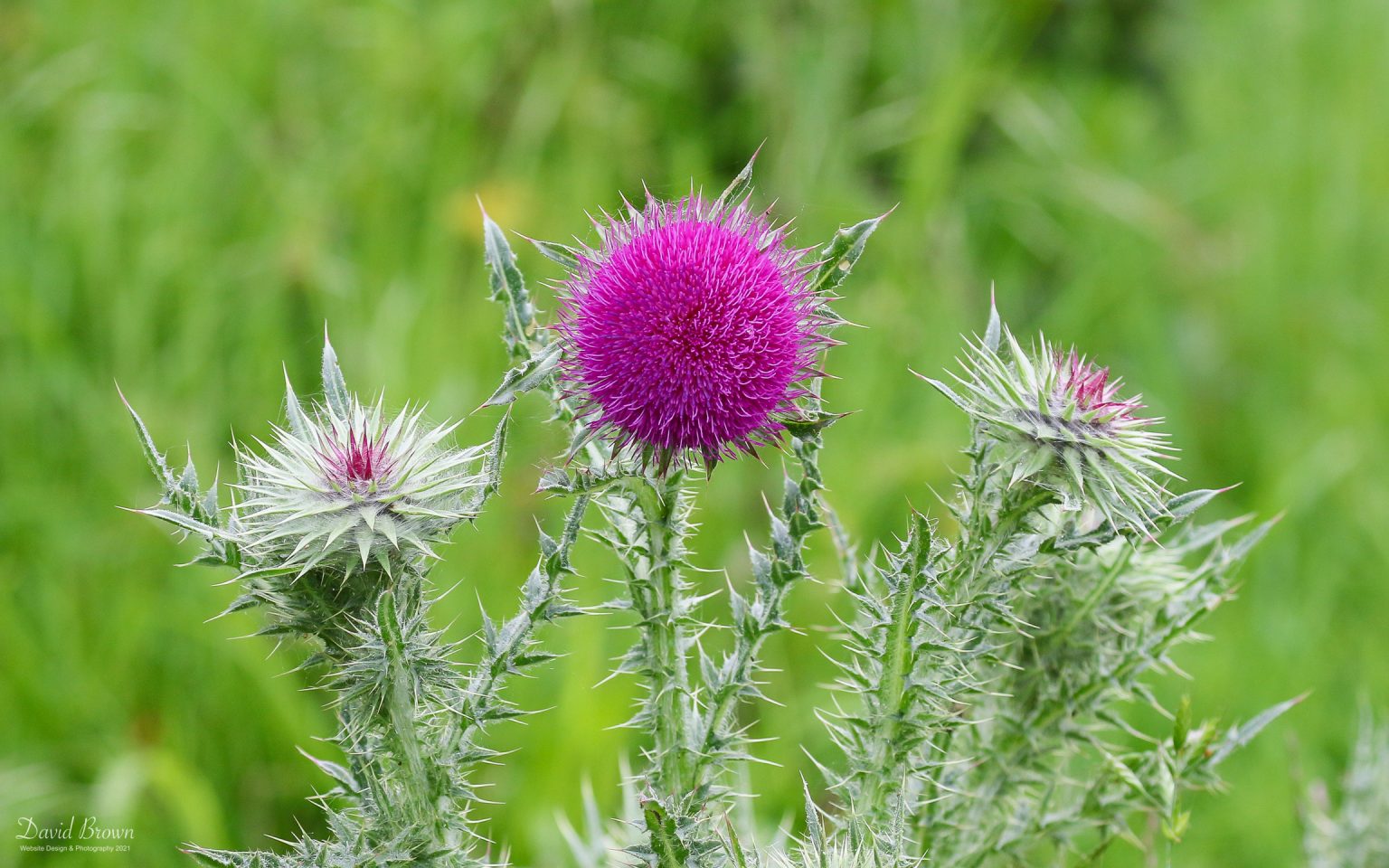 Thistle at Green Down NR, 10th June 2021.