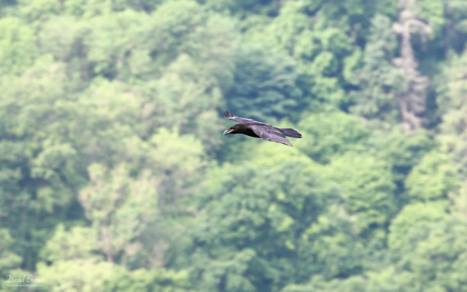 Raven at Green Down NR, 21st June 2021