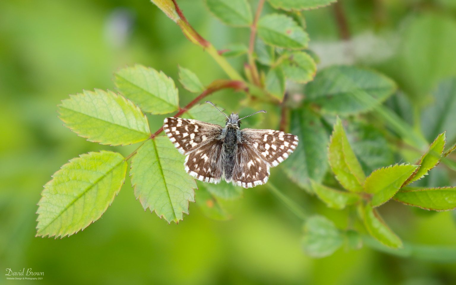 Grizzled Skipper at Green Down NR, 10th June 2021
