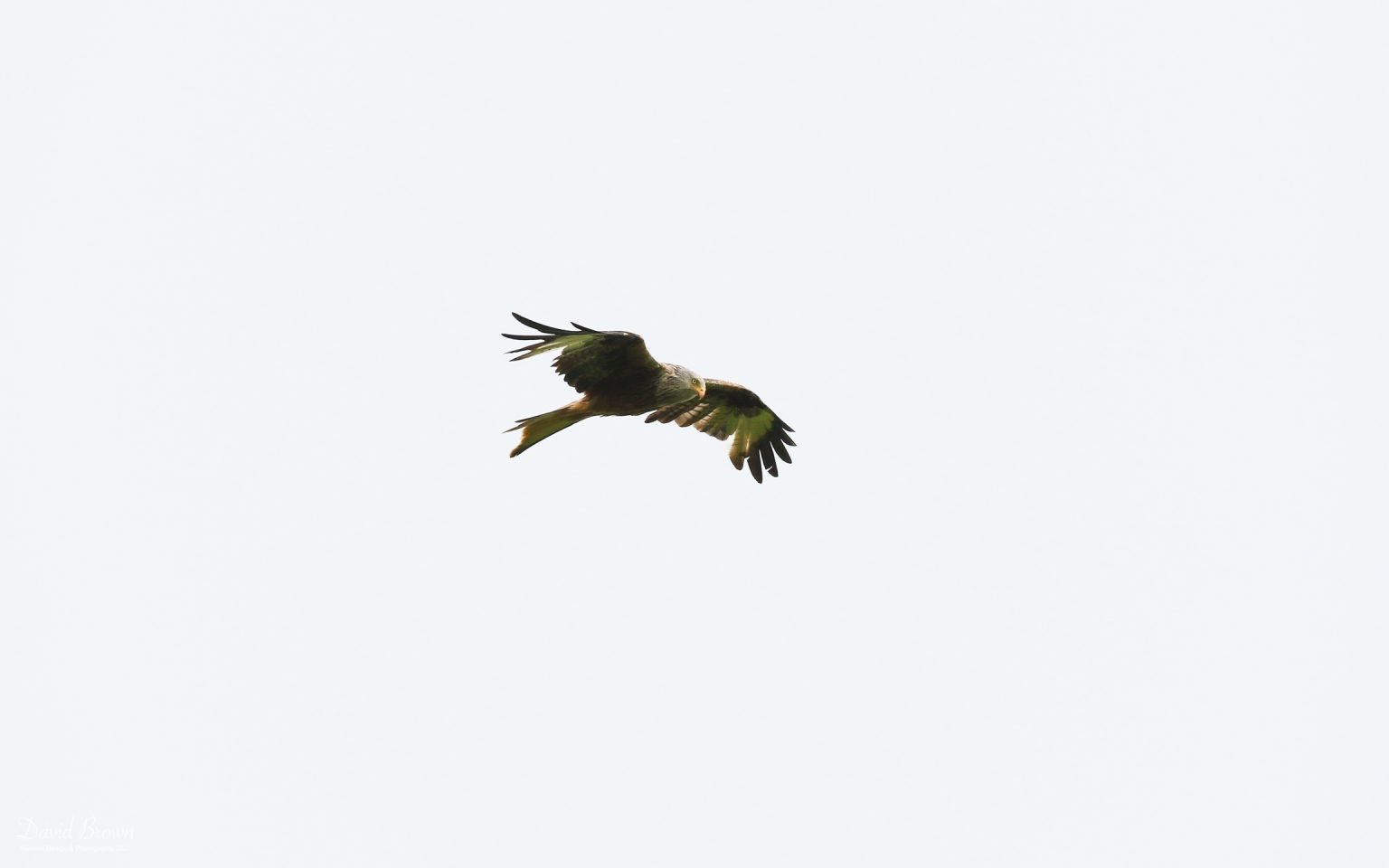 Red Kite at Green Down NR, 10th June 2021