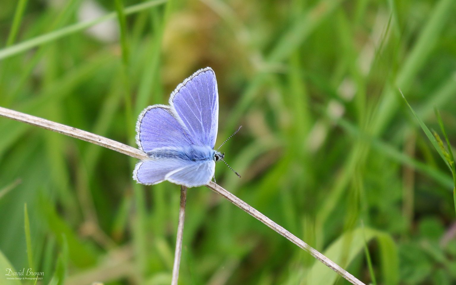 Common Blue at Green Down NR, 10th June 2021