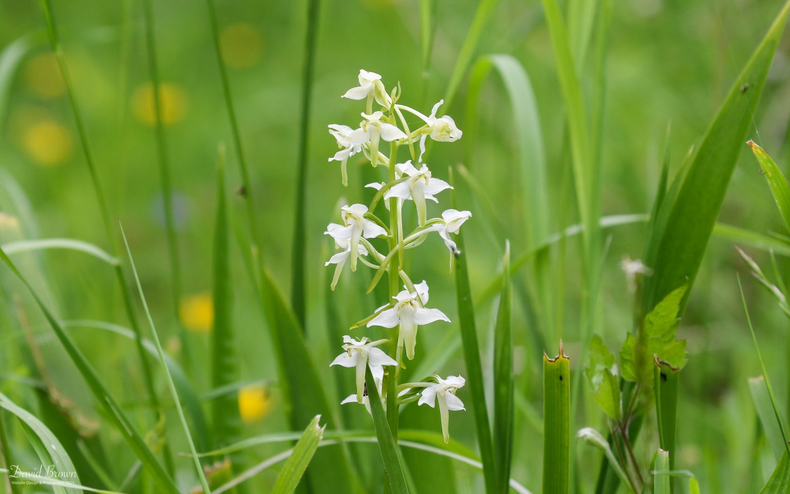 Wild flower at Green Down NR, 10th June 2021.