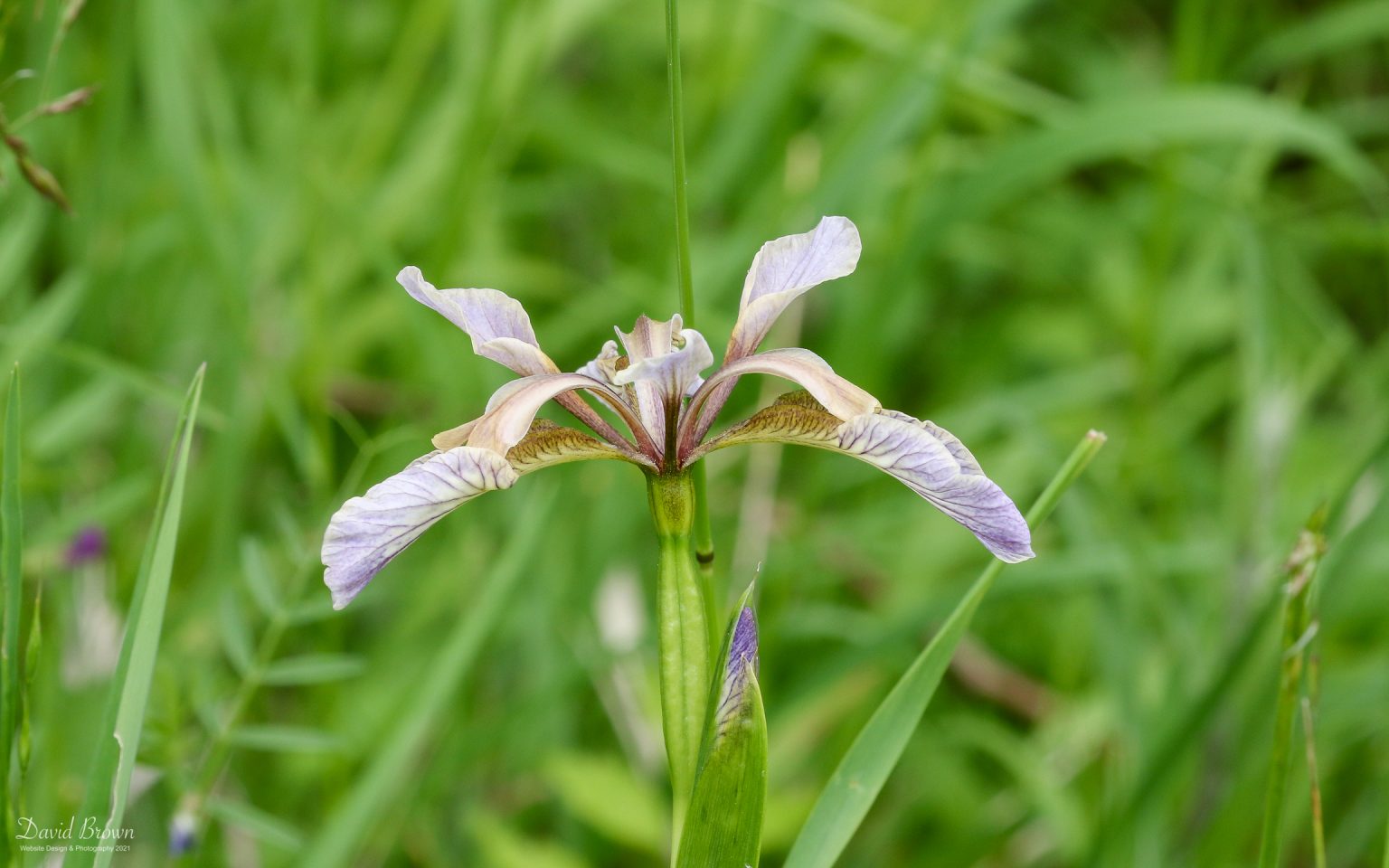 Wild flower at Green Down NR, 10th June 2021.