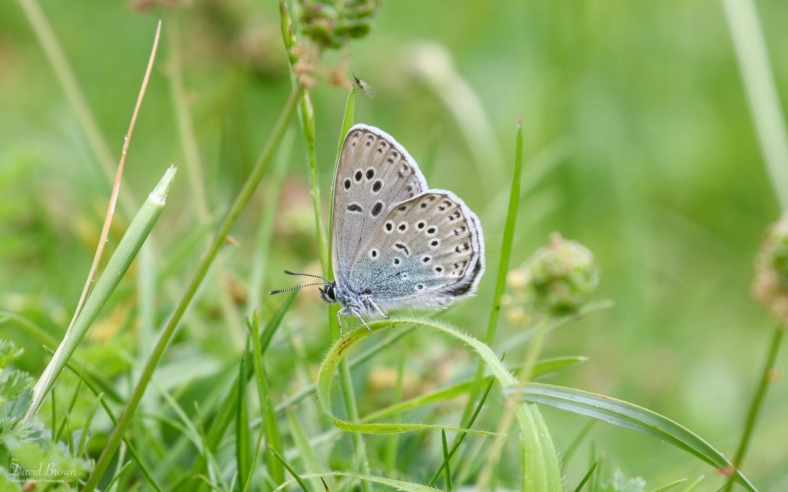 Large Blue at Green Down NR, 10th June 2021