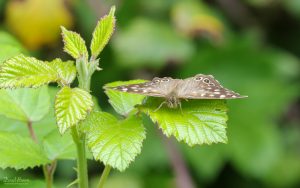 Speckled Wood at Green Down NR