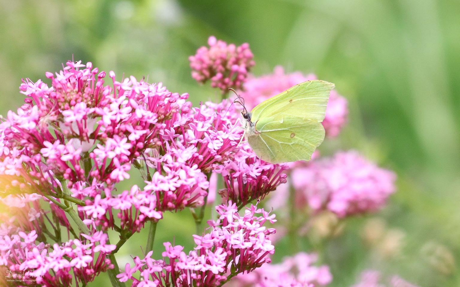 Brimstone at Green Down NR, 10th June 2021