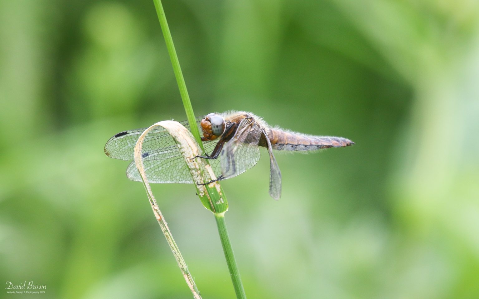 Scarce Chaser at RSPB Ham Wall, 10th June 2021