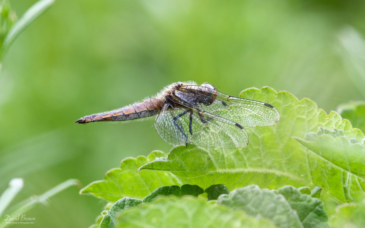 Scarce Chaser at RSPB Ham Wall, 10th June 2021