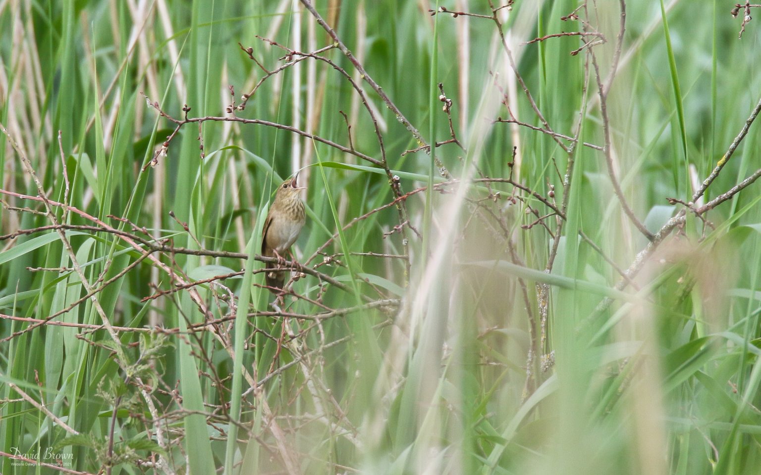 River Warbler at RSPB Ham Wall, 10th June 2021