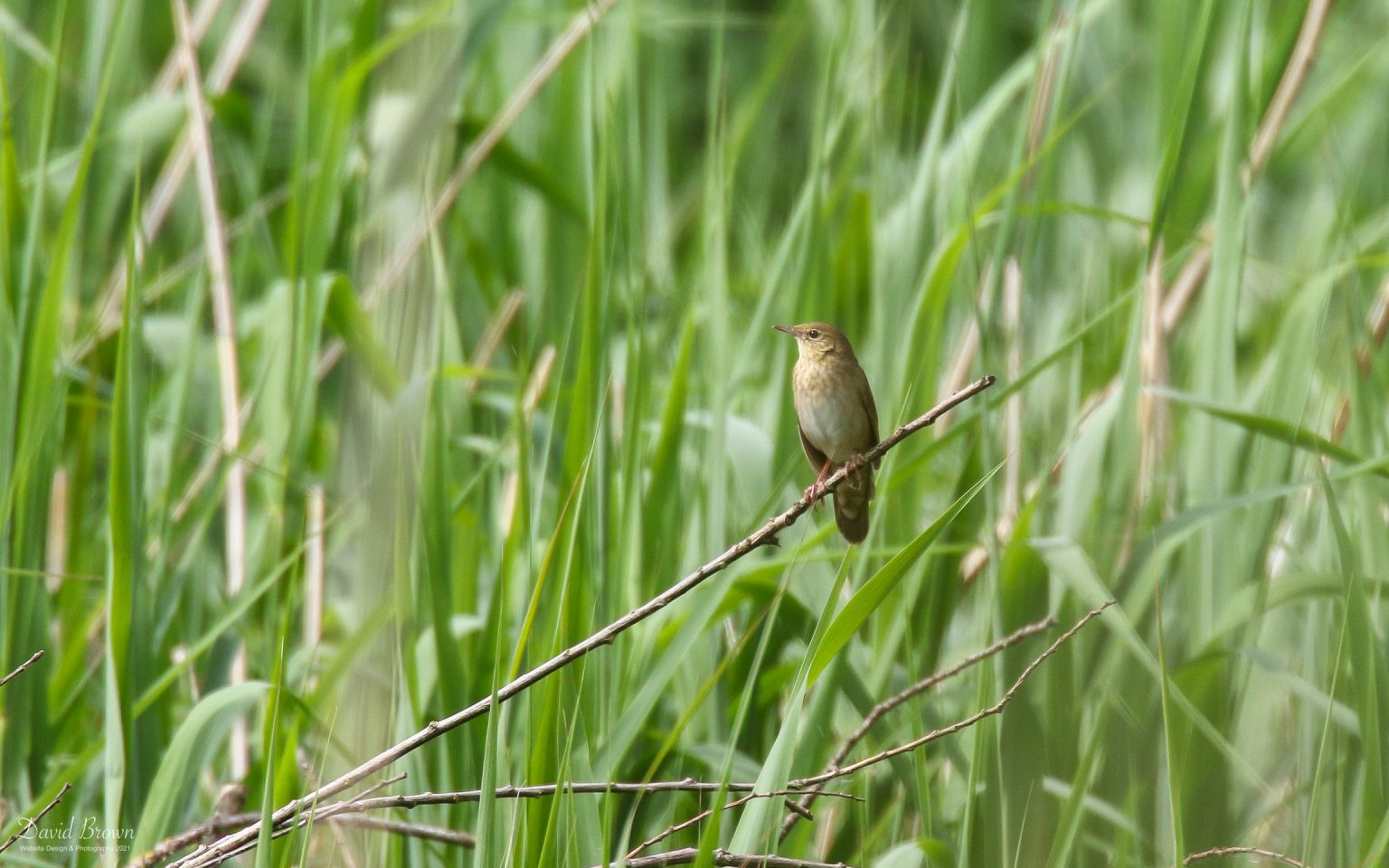 River Warbler at RSPB Ham Wall, 10th June 2021