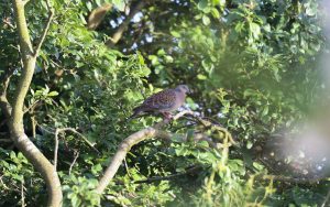 Oriental Turtle Dove at Easington, 4th July 2021