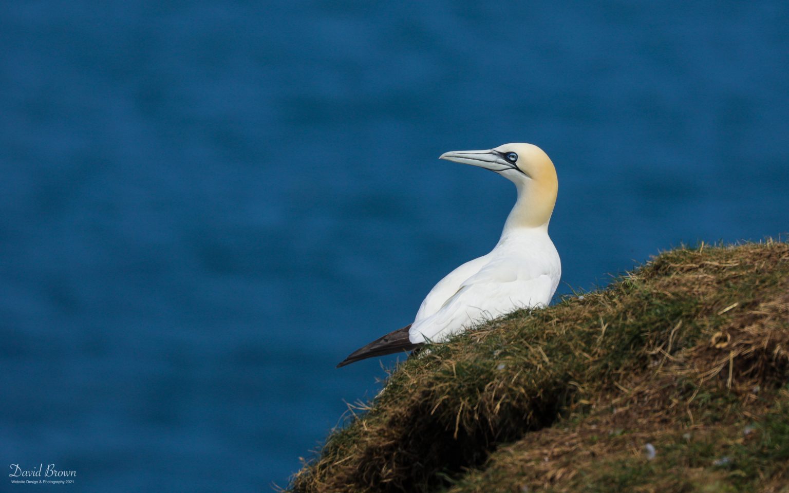 Gannet at Bempton Cliffs, 9th July 2021