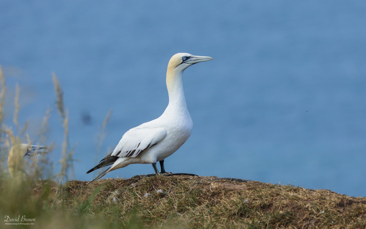 Gannet at Bempton Cliffs, 9th July 2021
