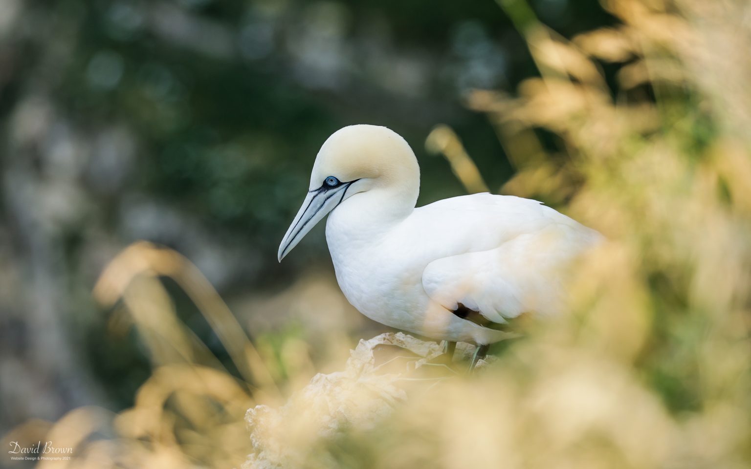 Gannet at Bempton Cliffs, 9th July 2021