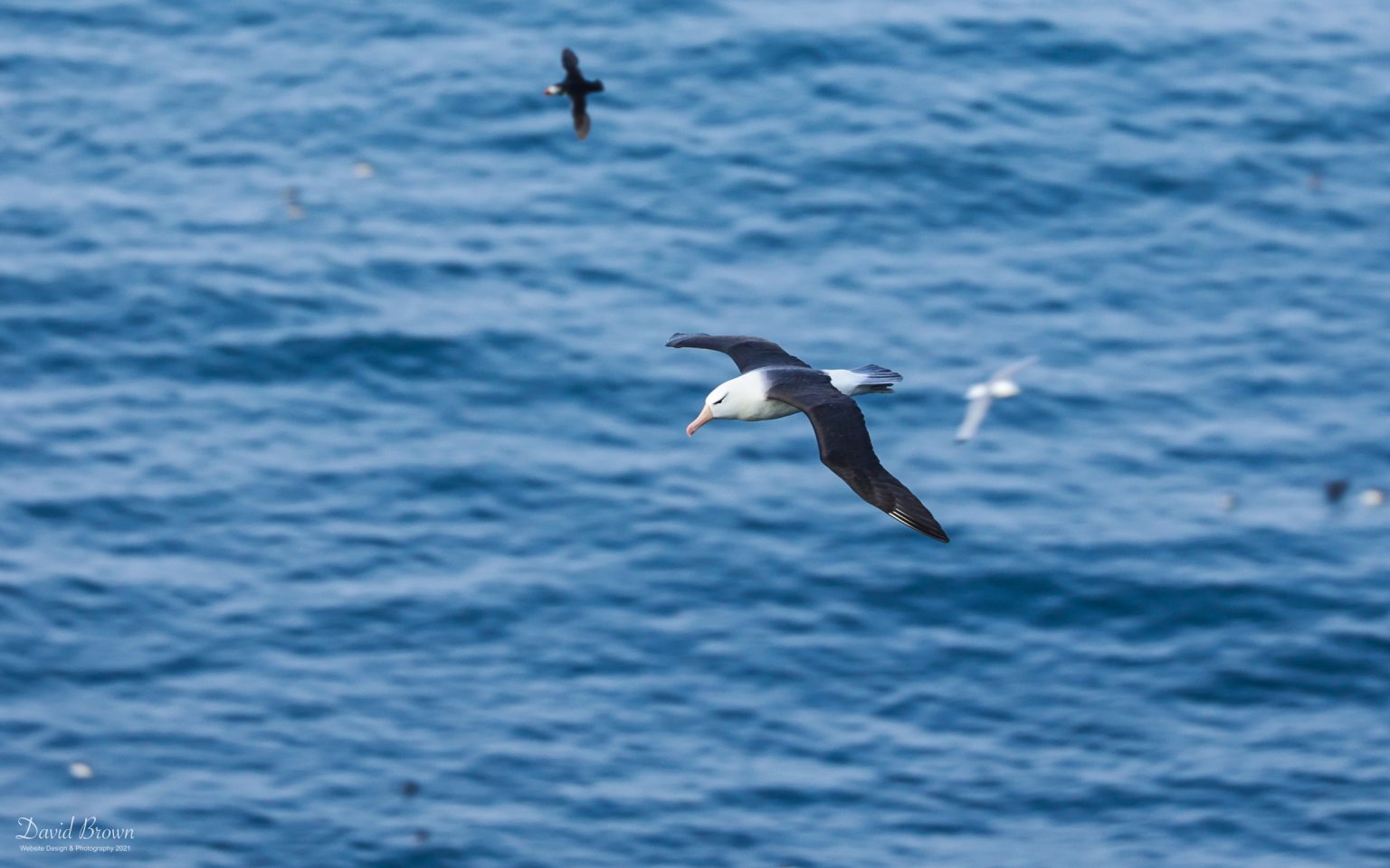 Black-browed Albatross at Bempton Cliffs, 9th July 2021.