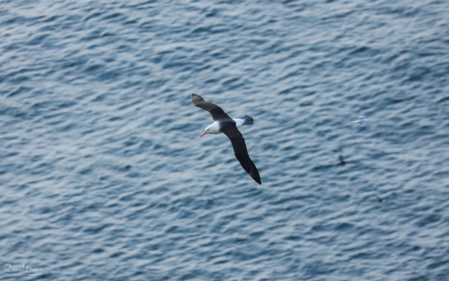 Black-browed Albatross at Bempton Cliffs, 9th July 2021.