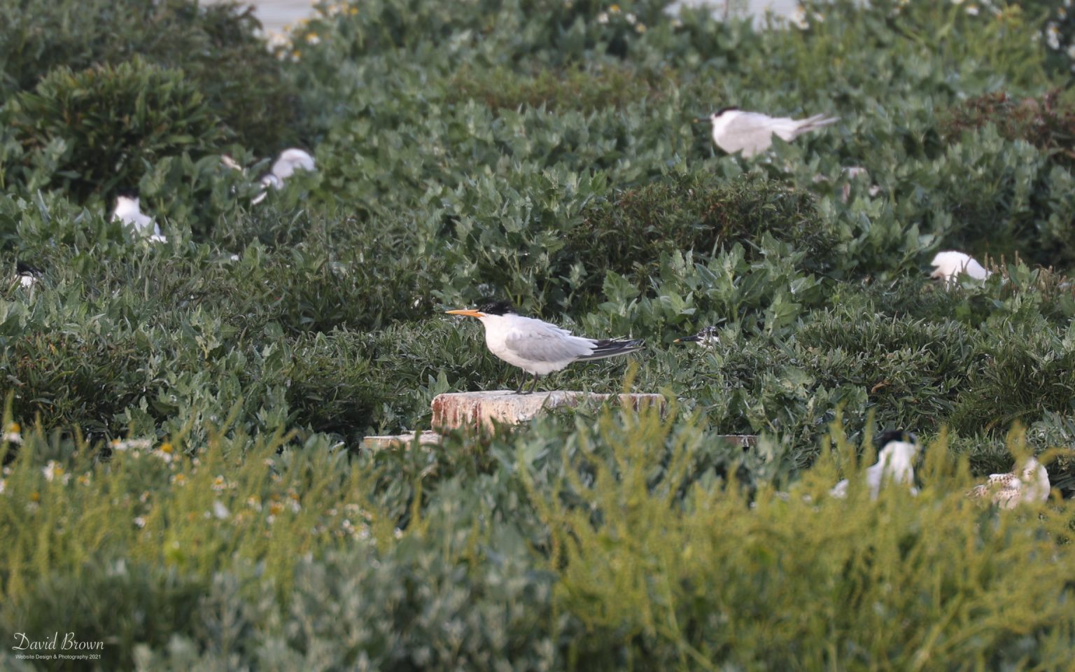 Elegant Tern at Cemlyn Bay, 10th July 2021.
