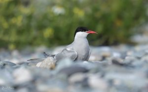 Arctic Tern at Cemlyn Bay, 10th July 2021.