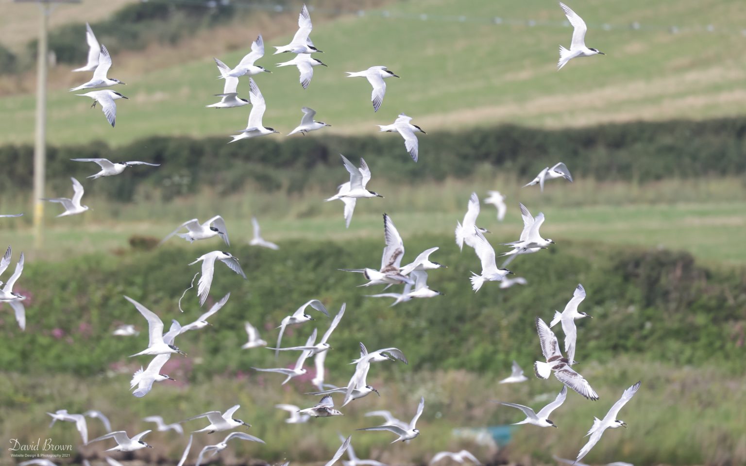Sandwich Terns at Cemlyn Bay, 10th July 2021.