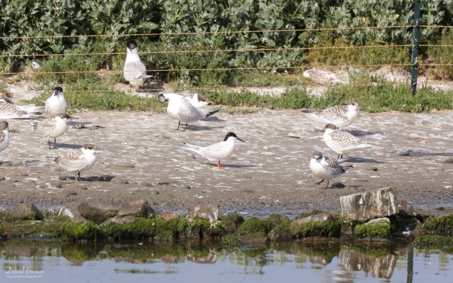 Roseate Tern at Cemlyn Bay, 10th July 2021.