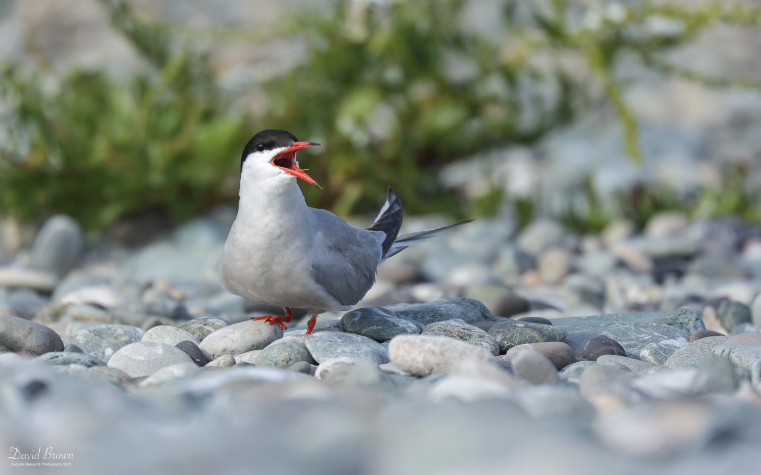 Common Tern at Cemlyn Bay, 10th July 2021.