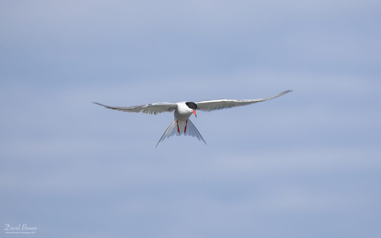 Common Tern at Cemlyn Bay, 10th July 2021.