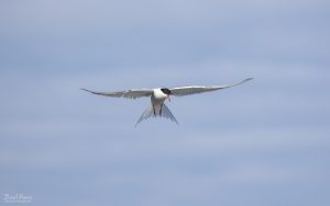 Common Tern at Cemlyn Bay, 10th July 2021.