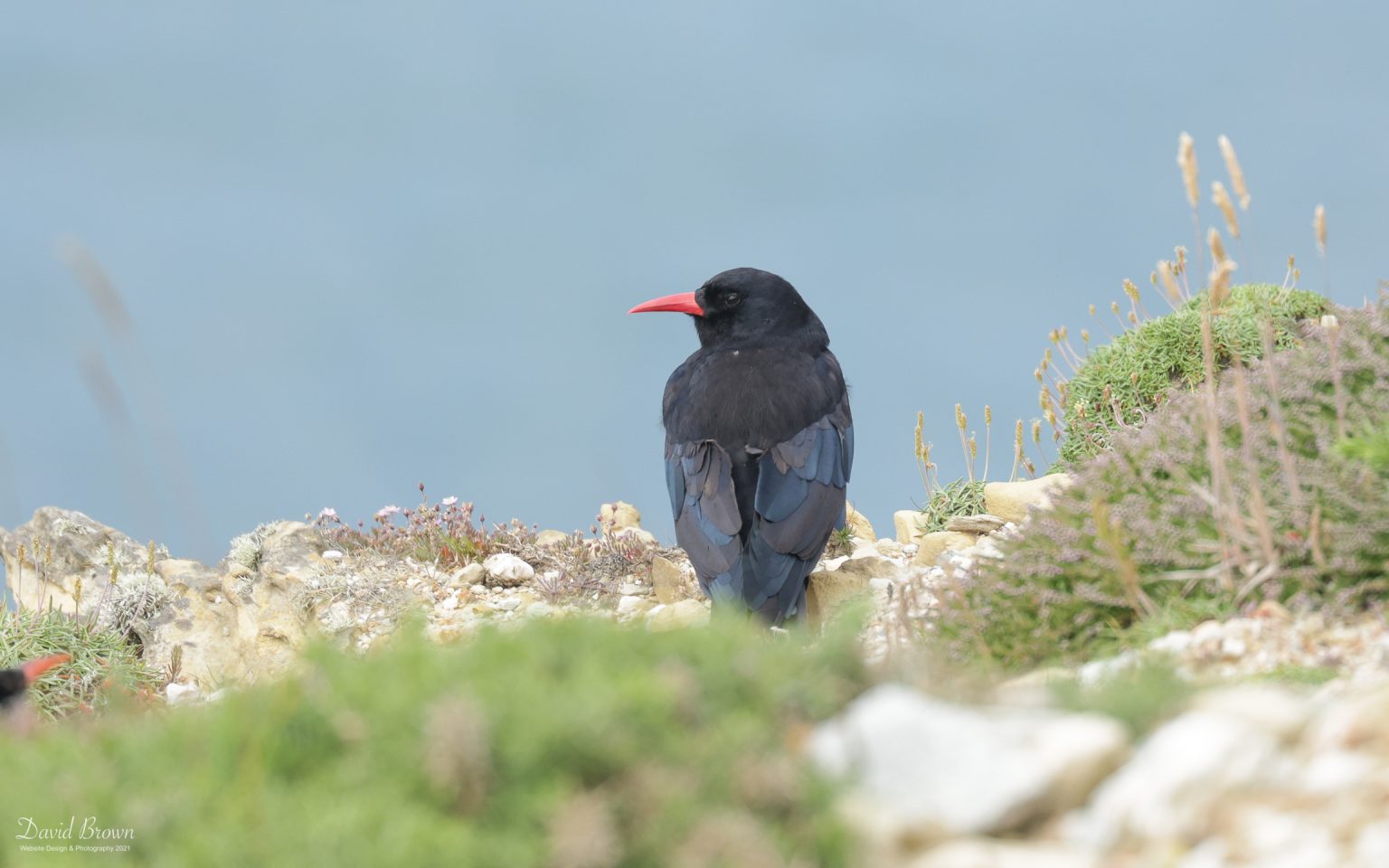 Chough at South Stack, 10th July 2021
