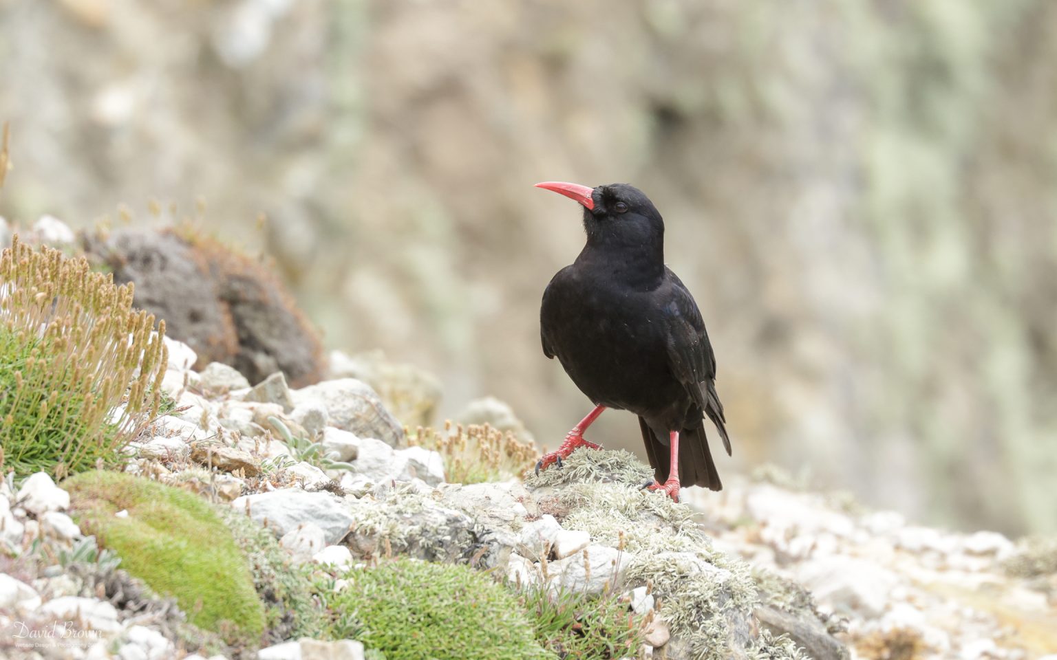 Chough at South Stack, 10th July 2021