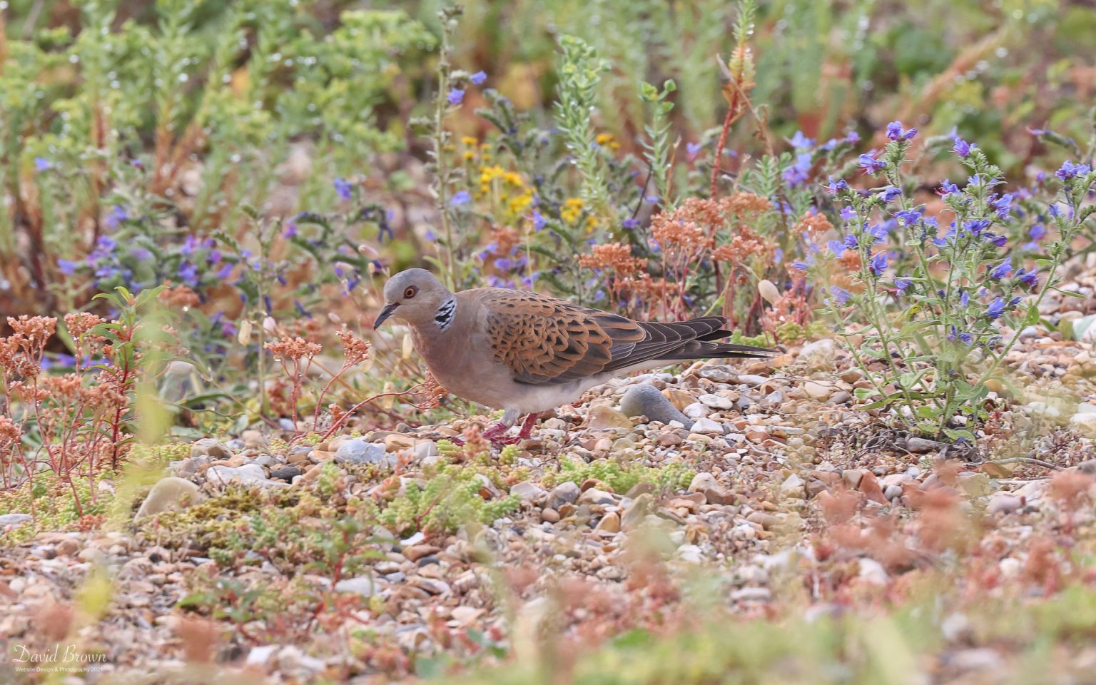 Turtle Dove at Snettisham, 27th July 2021